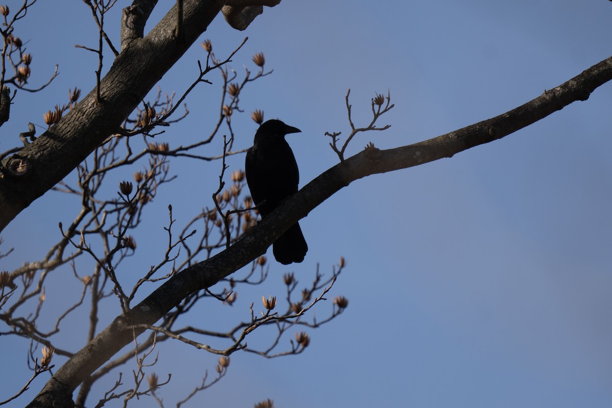 Ворона американська - ML647242648