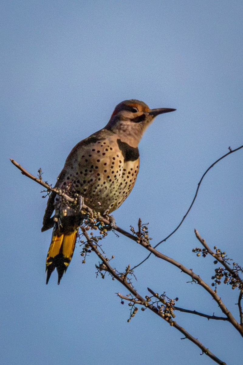 Northern Flicker - ML647242651