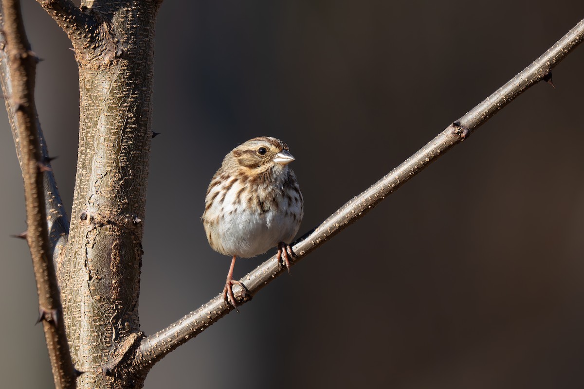Пасовка співоча - ML647242653