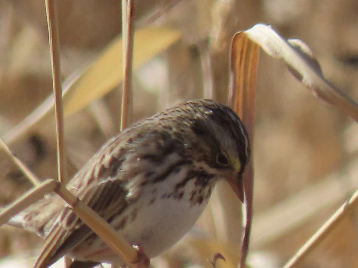 Savannah Sparrow - ML647242655