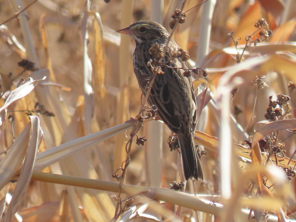 Savannah Sparrow - ML647242656