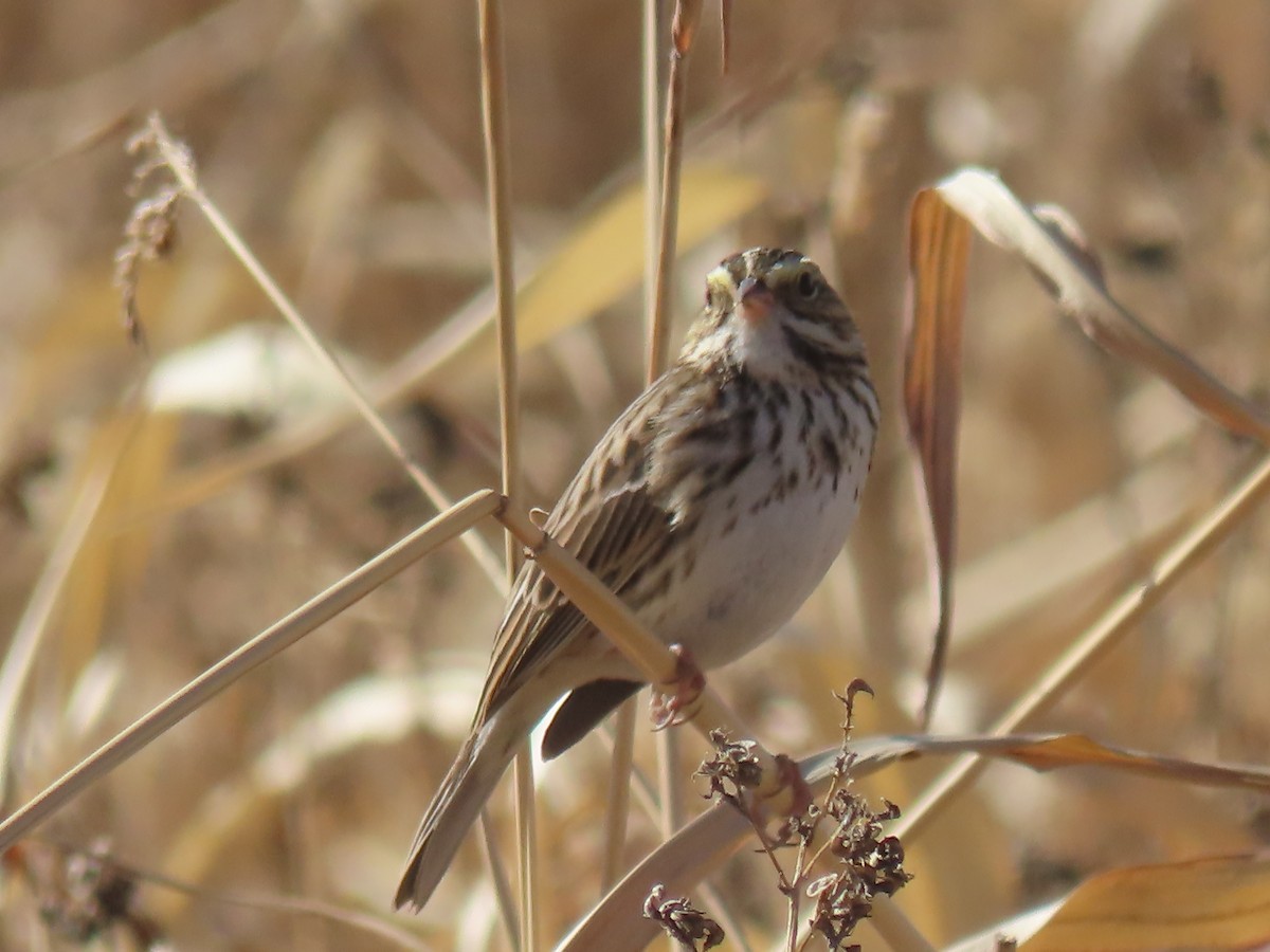 Savannah Sparrow - ML647242657