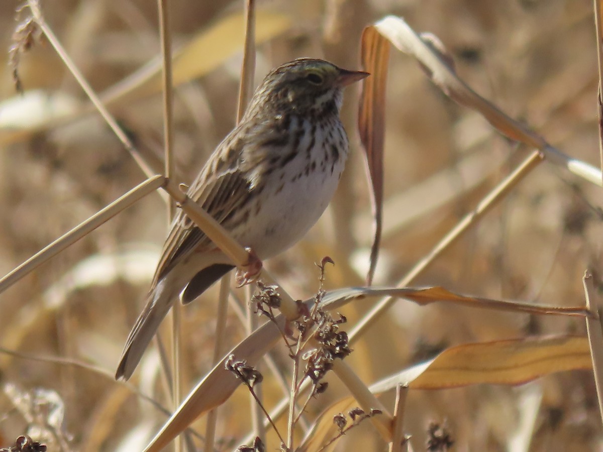 Savannah Sparrow - ML647242658
