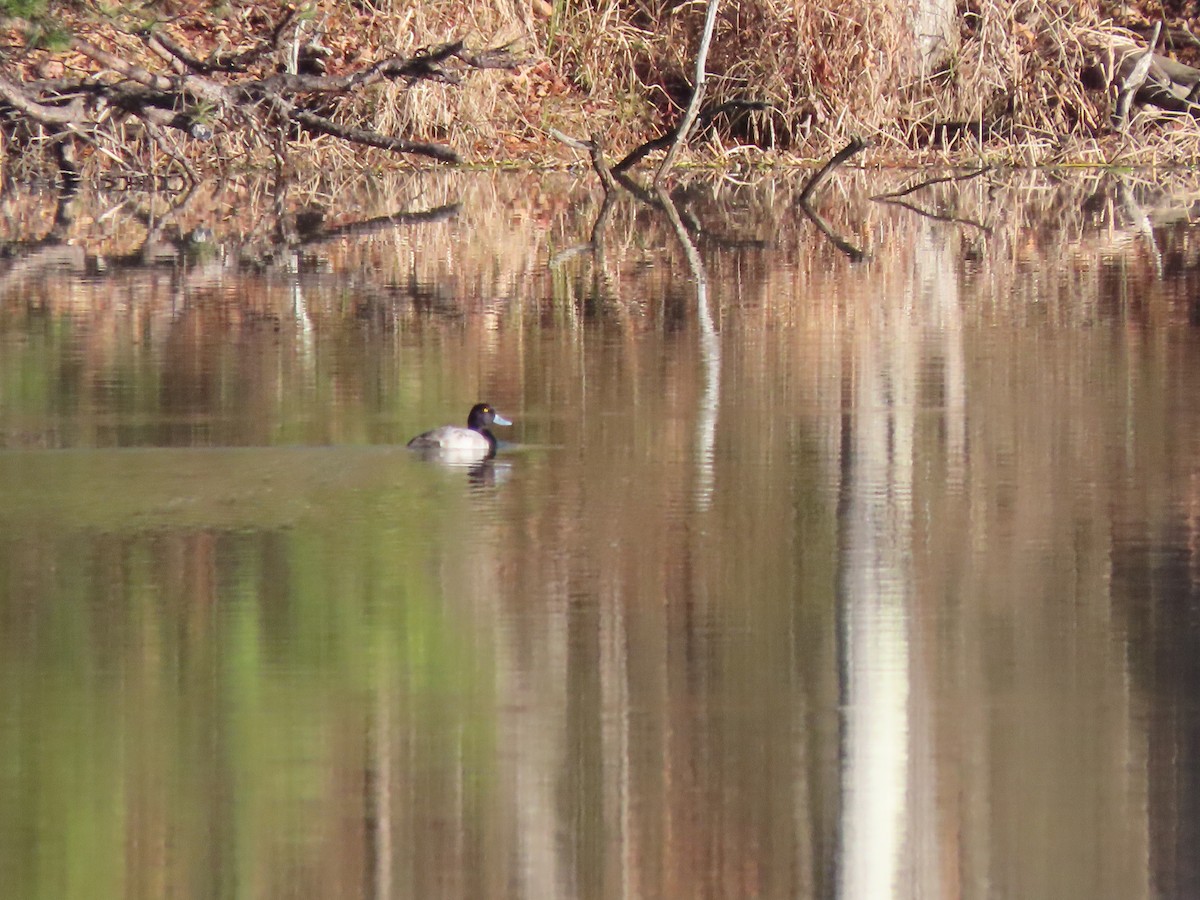 Lesser Scaup - ML647242660