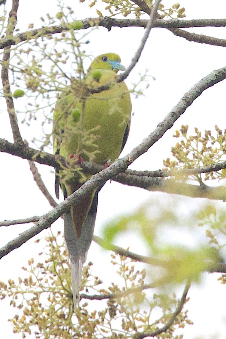 ハリオアオバト - ML647242661