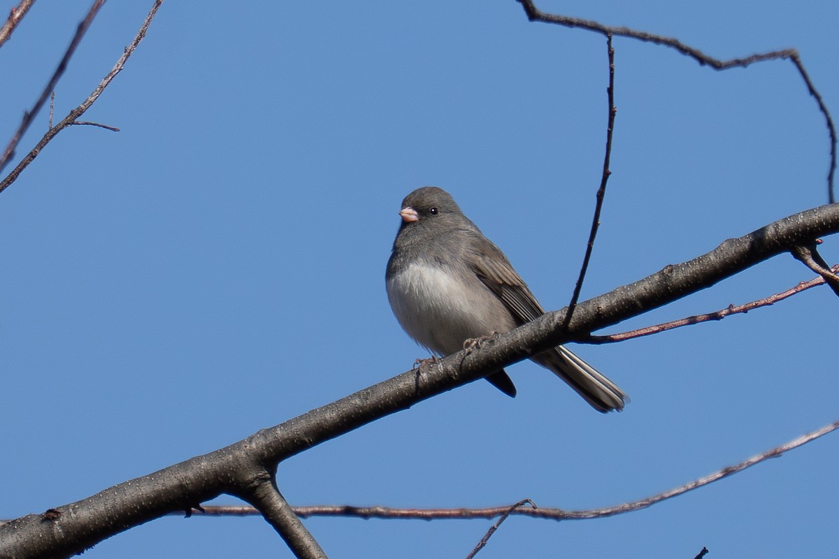 Юнко сірий - ML647242667