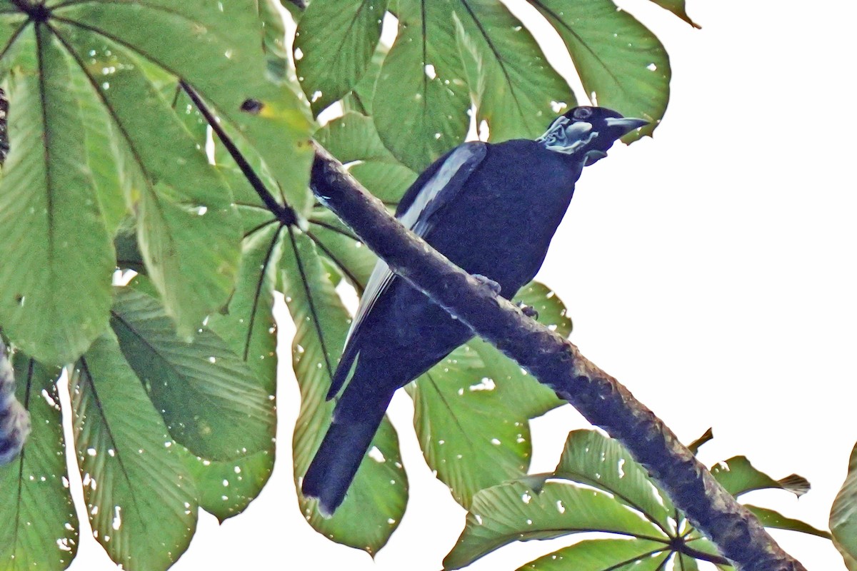 Bare-necked Fruitcrow - ML647242675