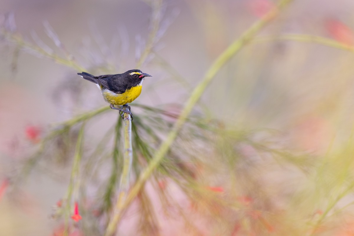 Sucrier à ventre jaune (groupe bartholemica) - ML647242700