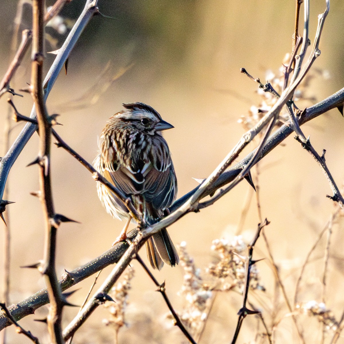 White-throated Sparrow - ML647242703