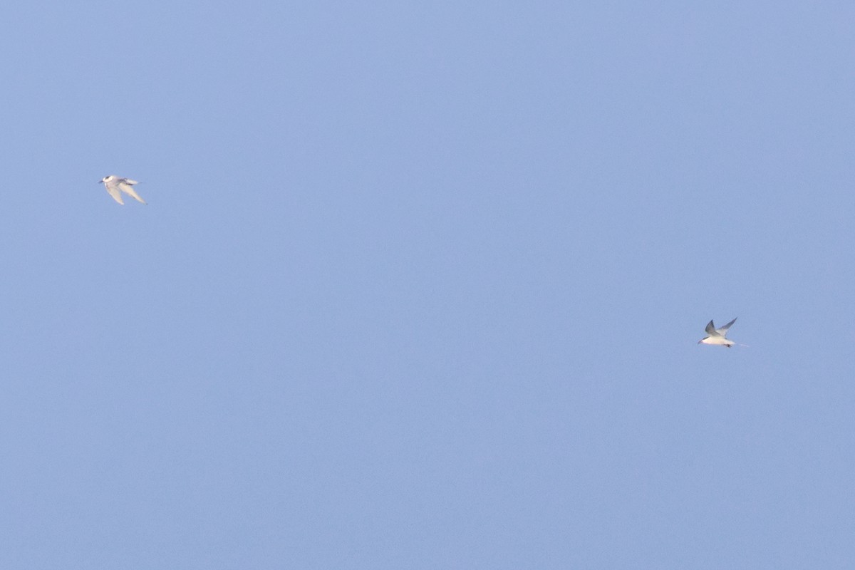 Bengalako txenada - ML647242705