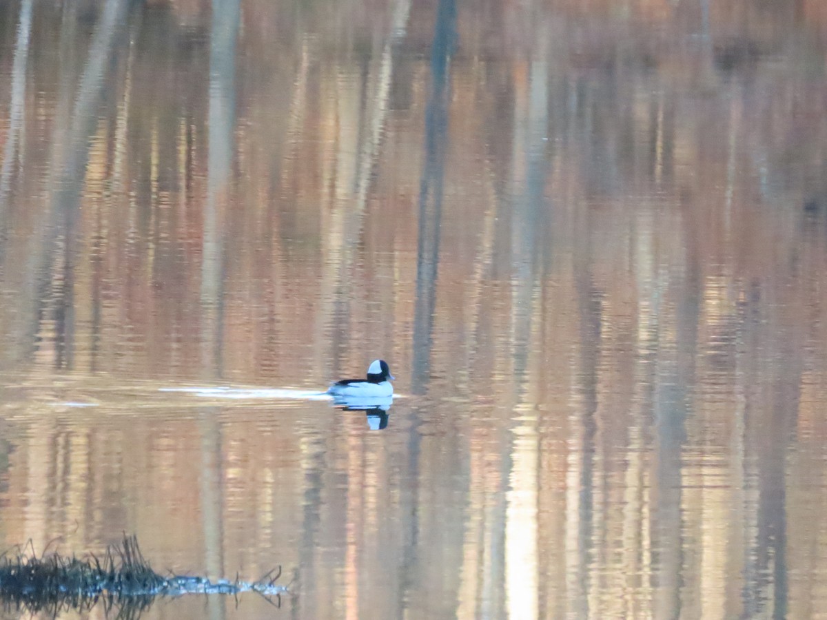 Bufflehead - ML647242706