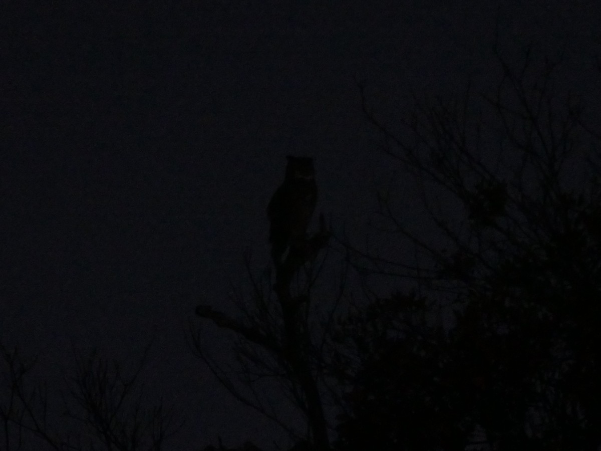 Виргинский филин - ML647242708