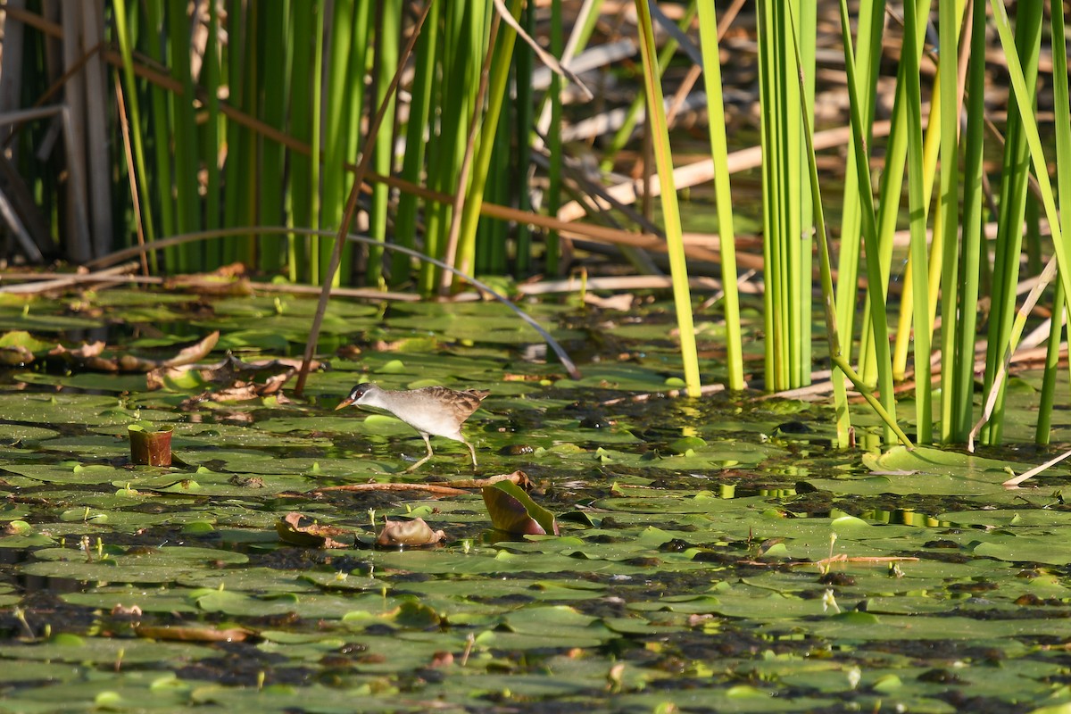 Râle cendré - ML647242709