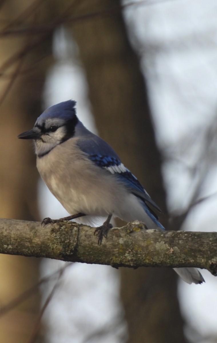 アオカケス - ML647242710