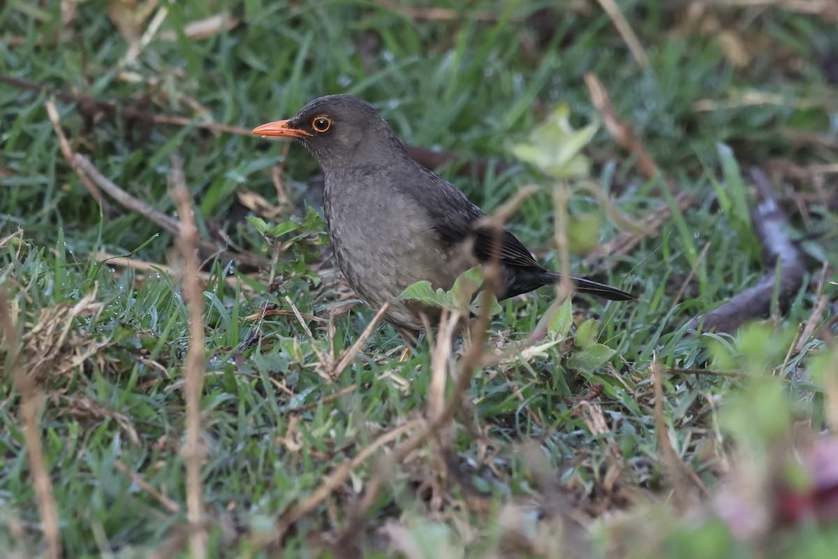 Эфиопский дрозд - ML647242719