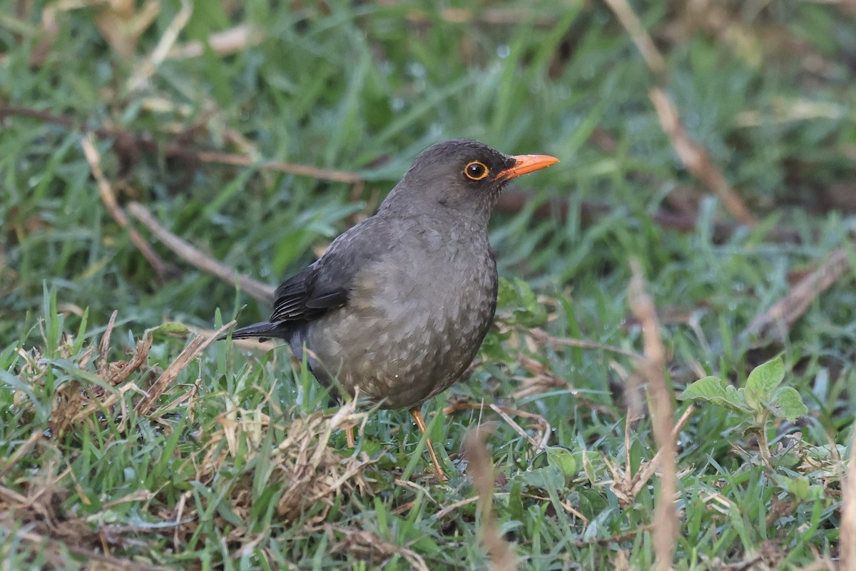 Эфиопский дрозд - ML647242720