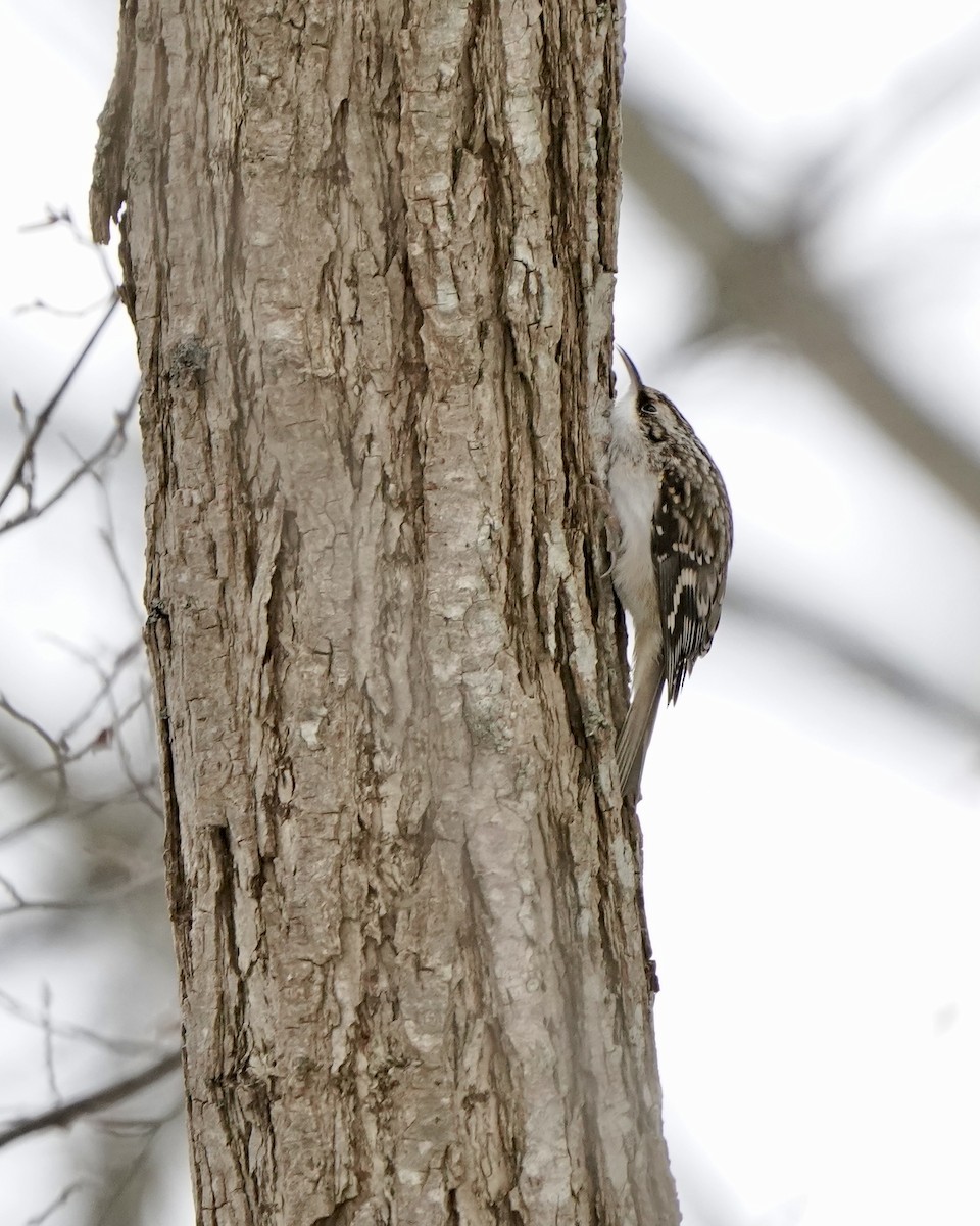 Brown Creeper - ML647242721