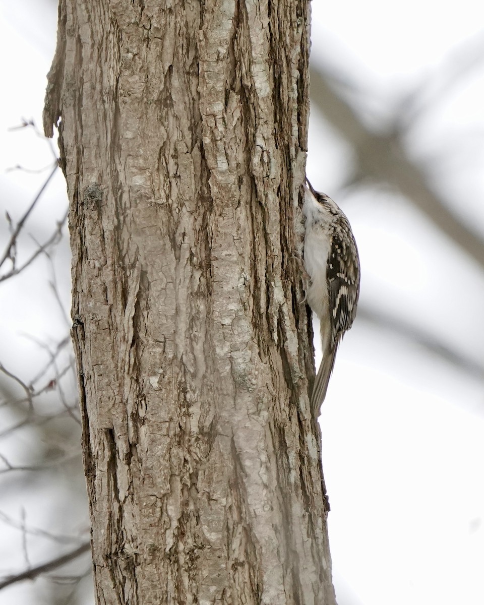 Brown Creeper - ML647242722