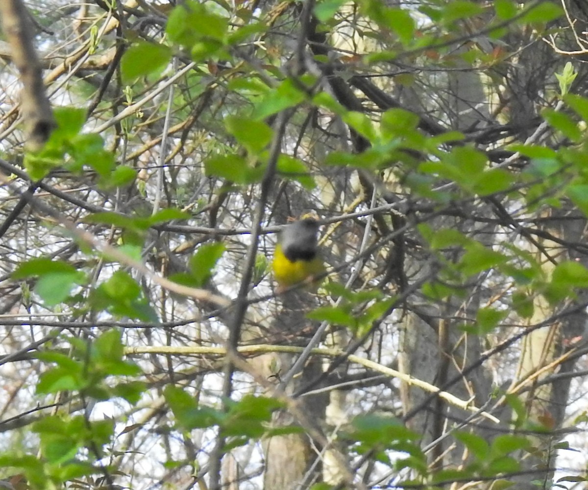 Цитринка чорновола - ML647242728