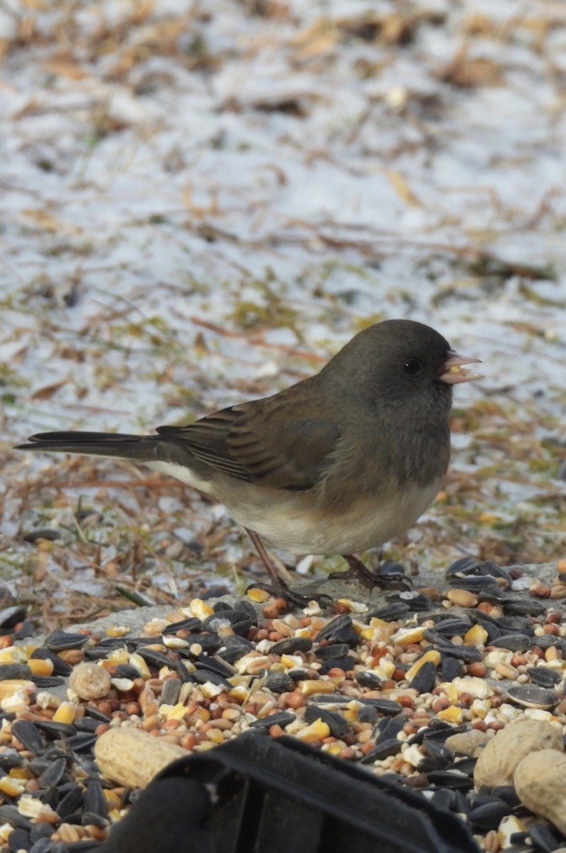 ユキヒメドリ - ML647242733