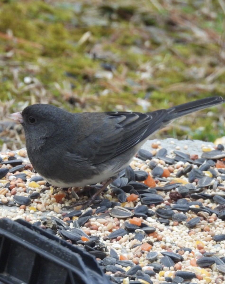 ユキヒメドリ - ML647242734