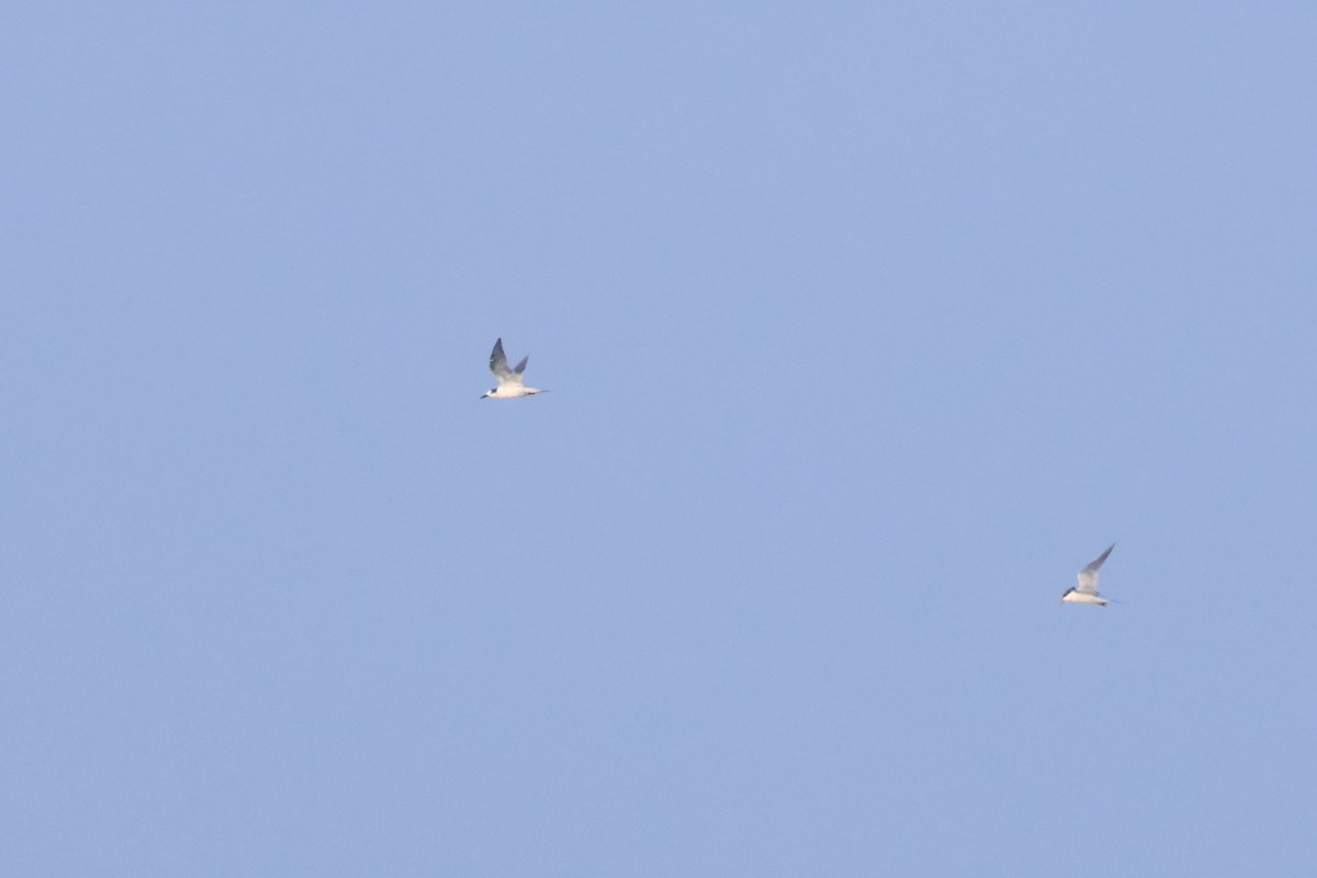 Txenada arrunta - ML647242745