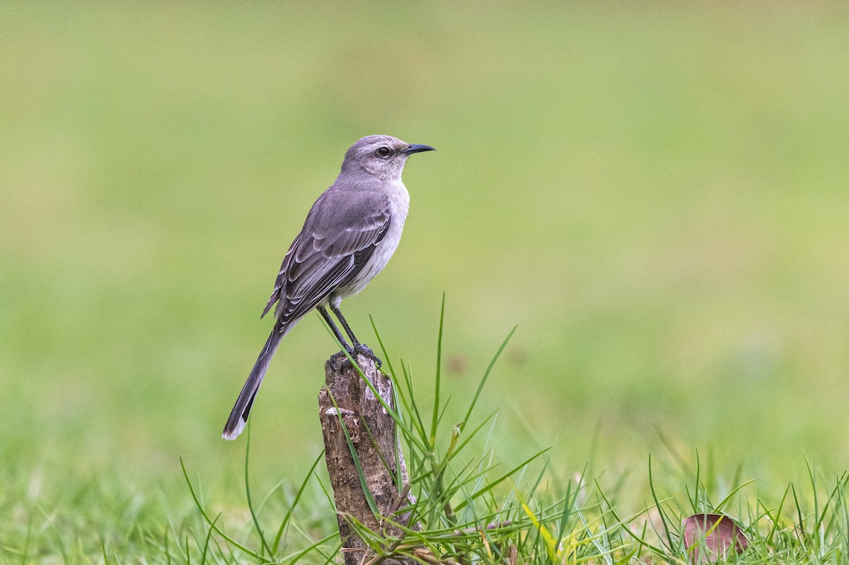 Tropikal Taklitçi - ML647242754