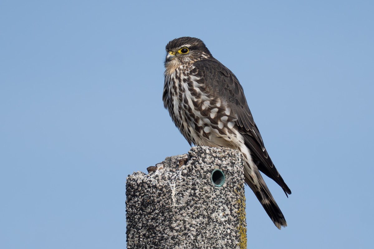 Підсоколик малий - ML647242755