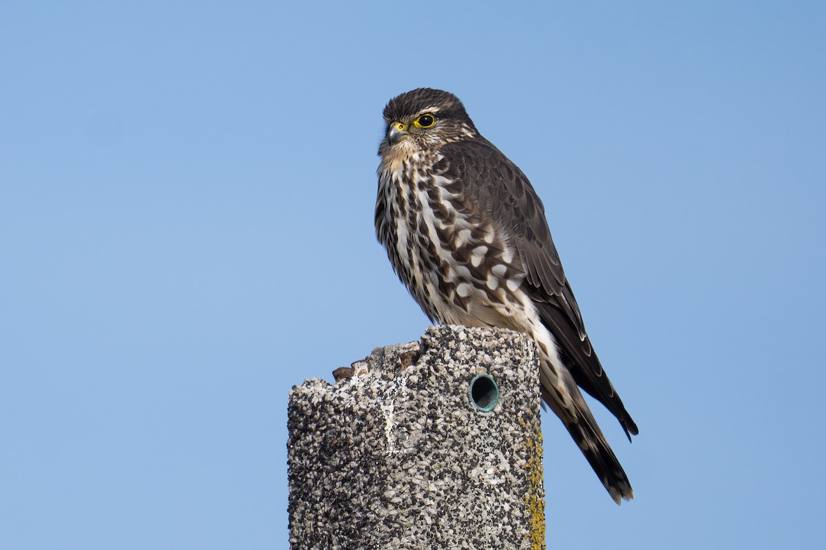 Підсоколик малий - ML647242756