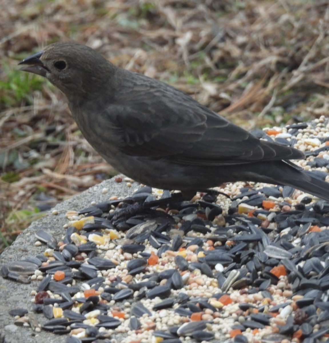 コウウチョウ - ML647242757