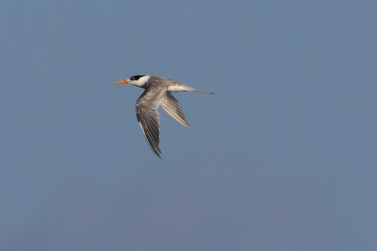 Bengalako txenada - ML647242779