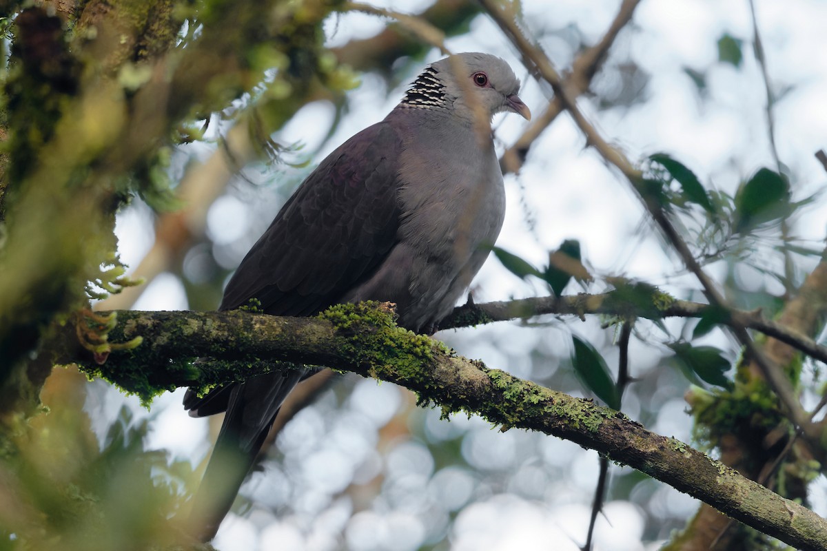 Nilgiri Wood-Pigeon - ML647242785