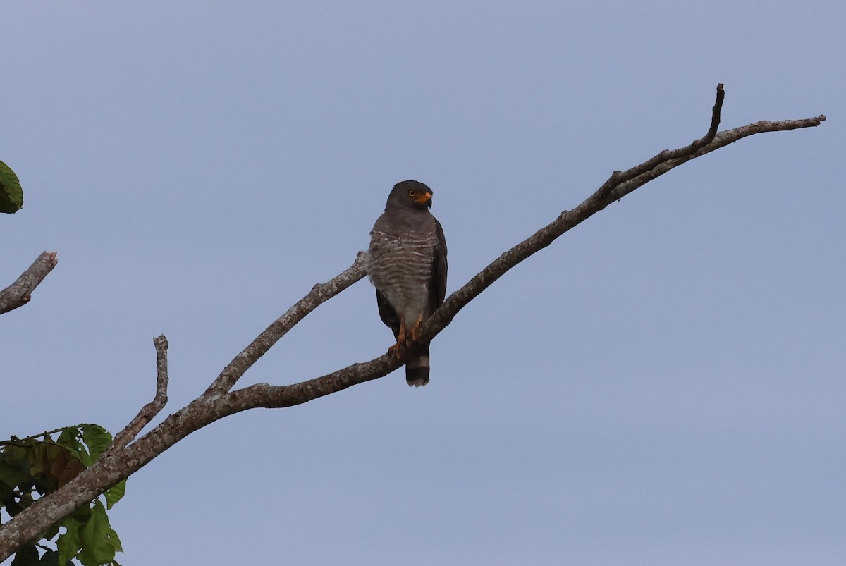 káně krahujová - ML647242796