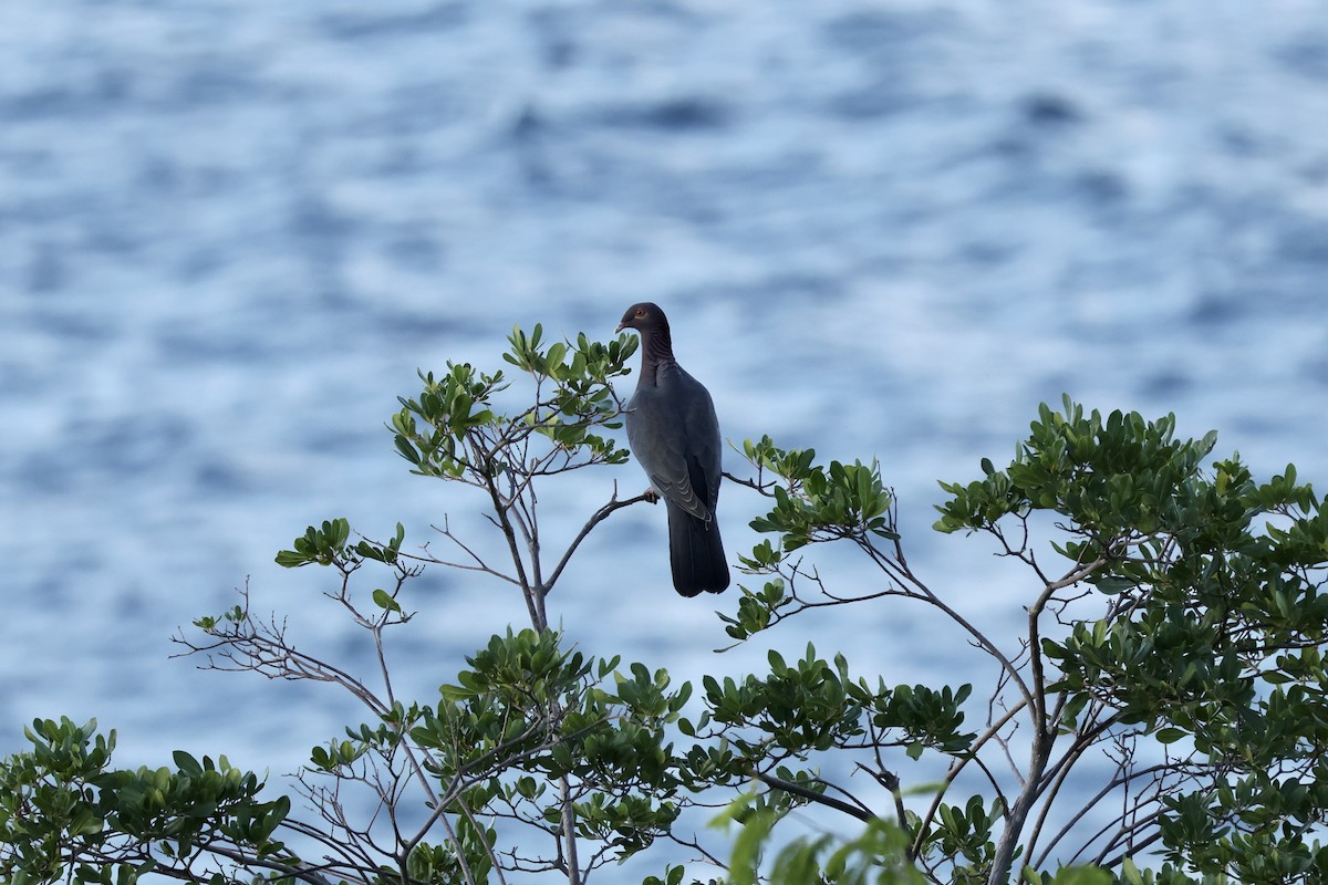 Scaly-naped Pigeon - ML647242797