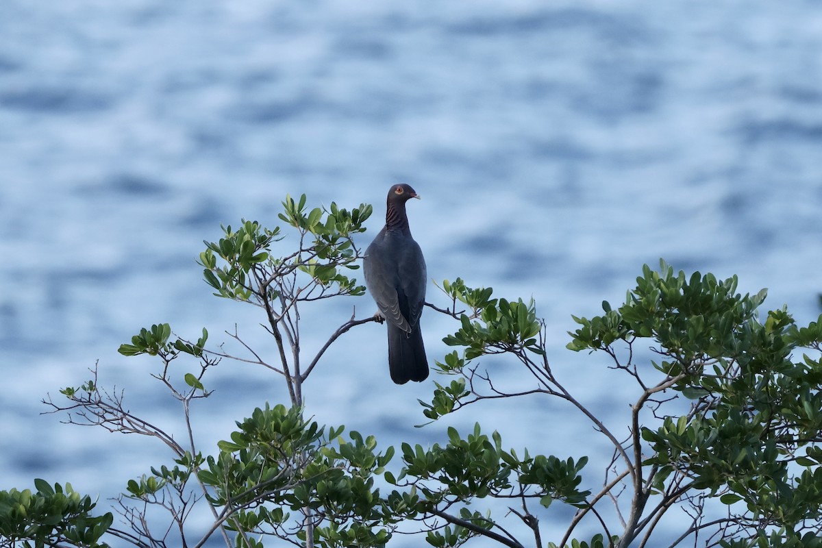 Scaly-naped Pigeon - ML647242798