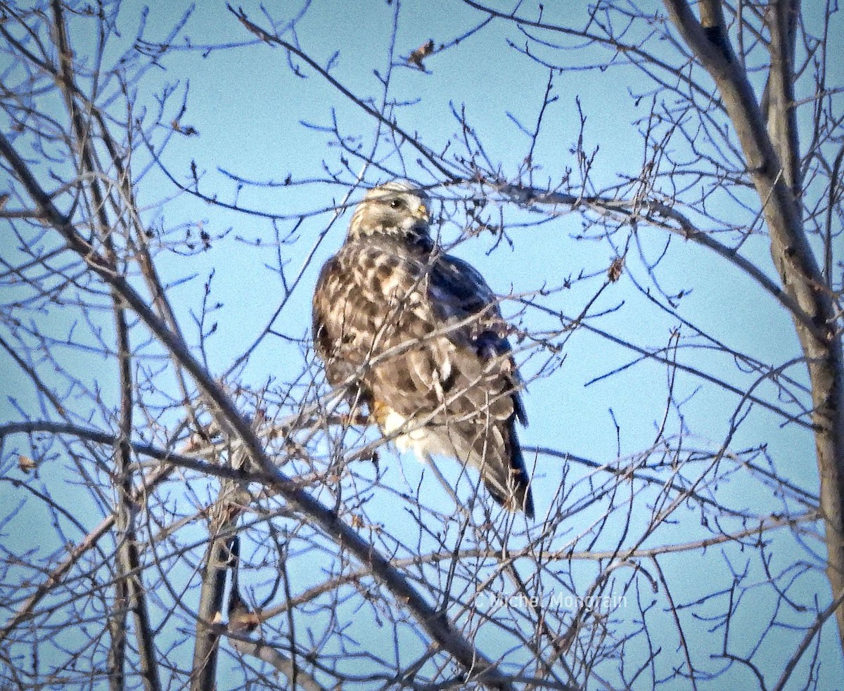 עקב מכנסיים - ML647242808