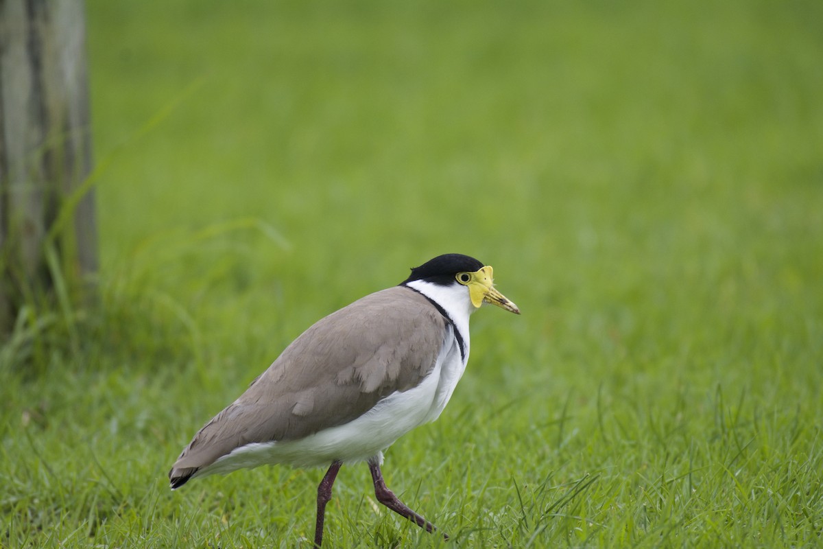 Masked Lapwing - ML64724281