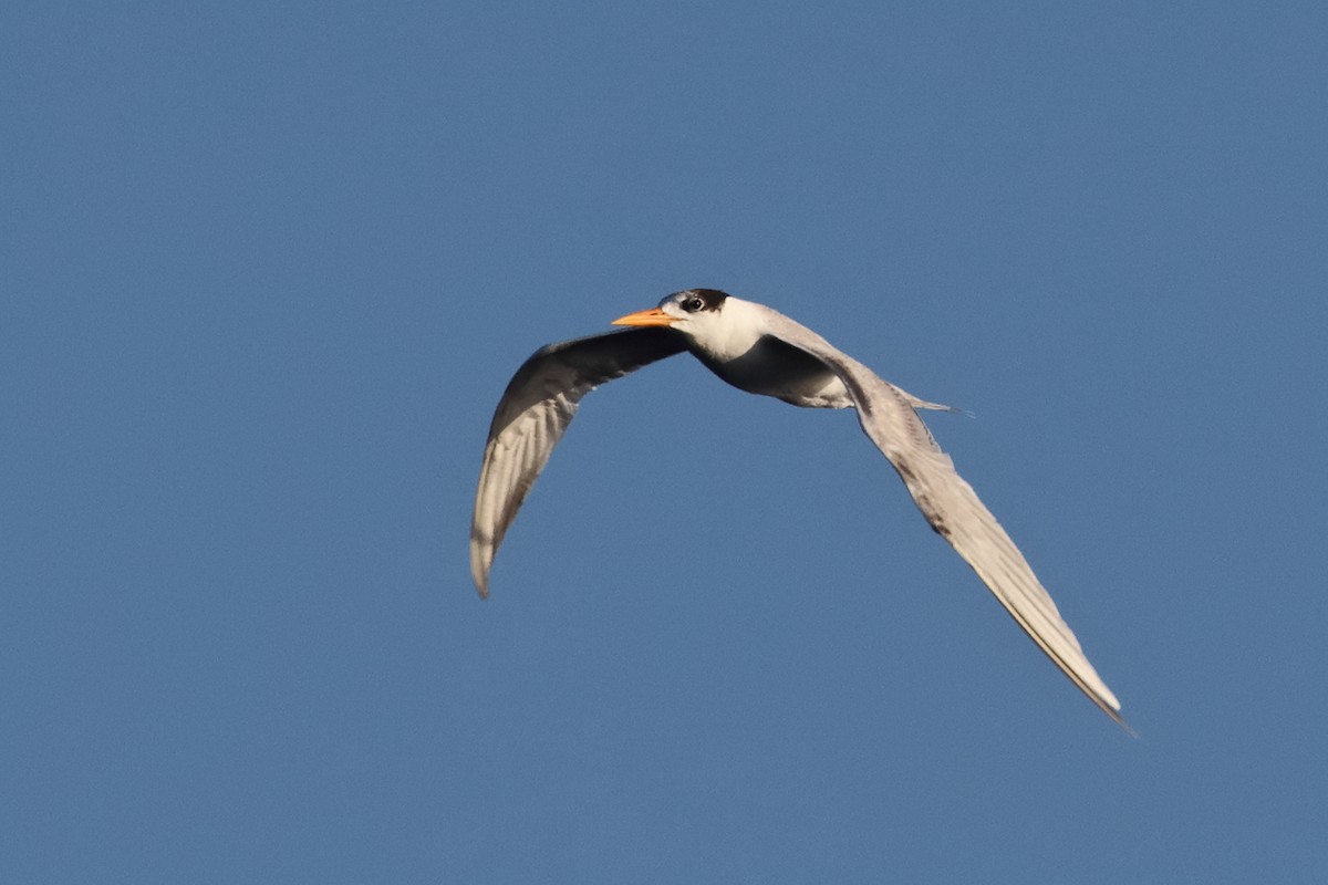 Bengalako txenada - ML647242811