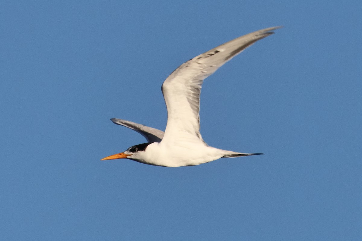 Bengalako txenada - ML647242824