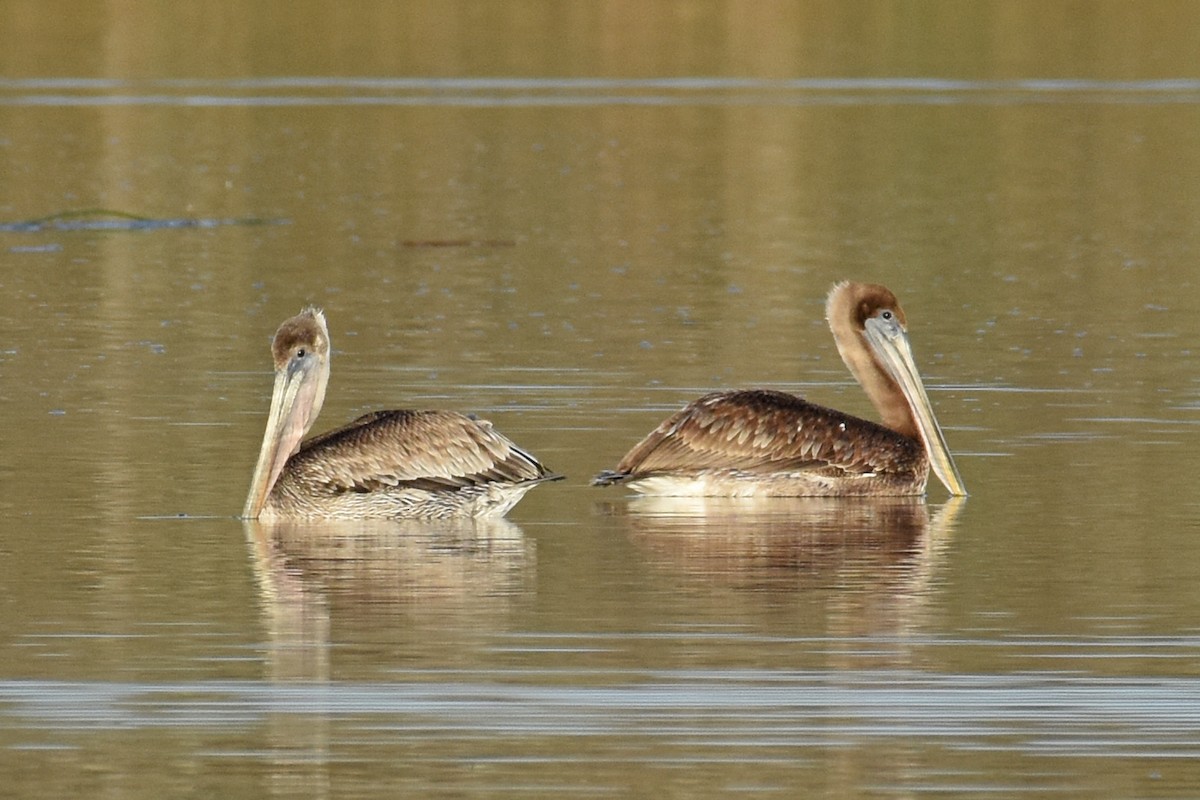 Пелікан бурий - ML647242846