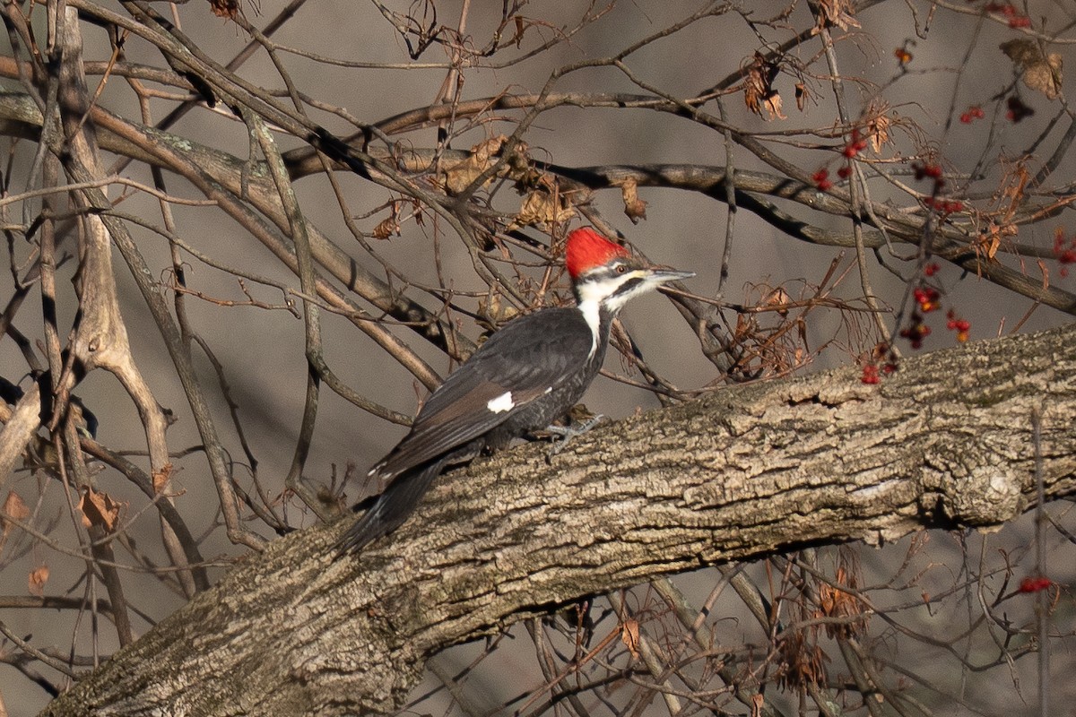 Жовна північна - ML647242847