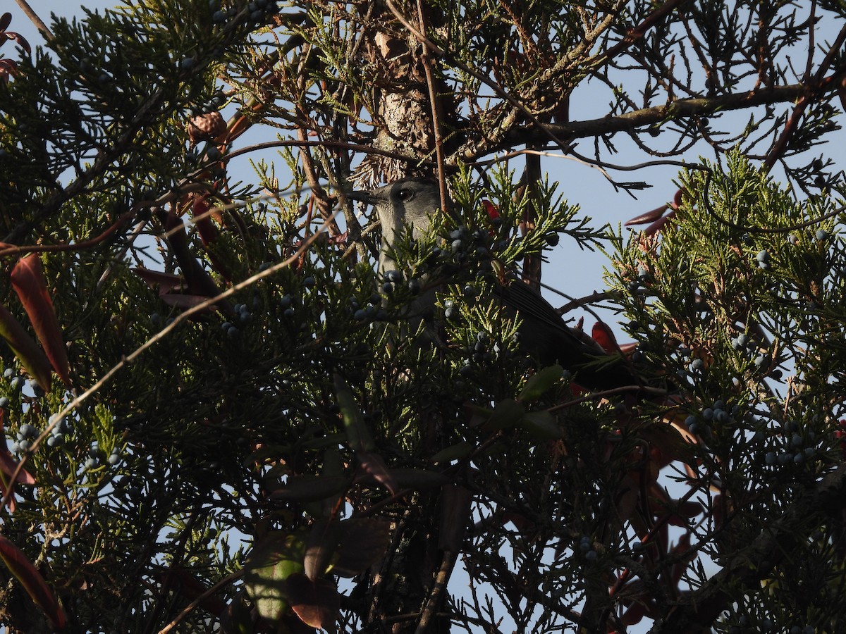 Gray Catbird - ML647242852