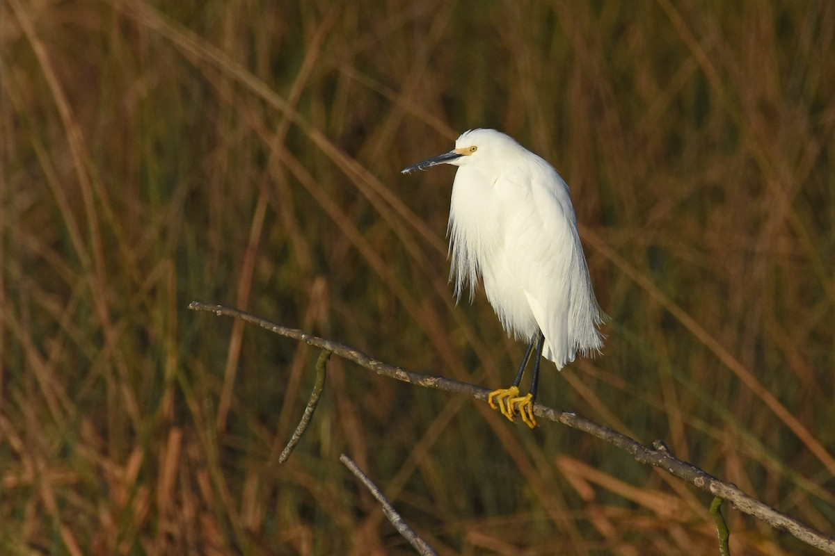 Чепура американська - ML647242853