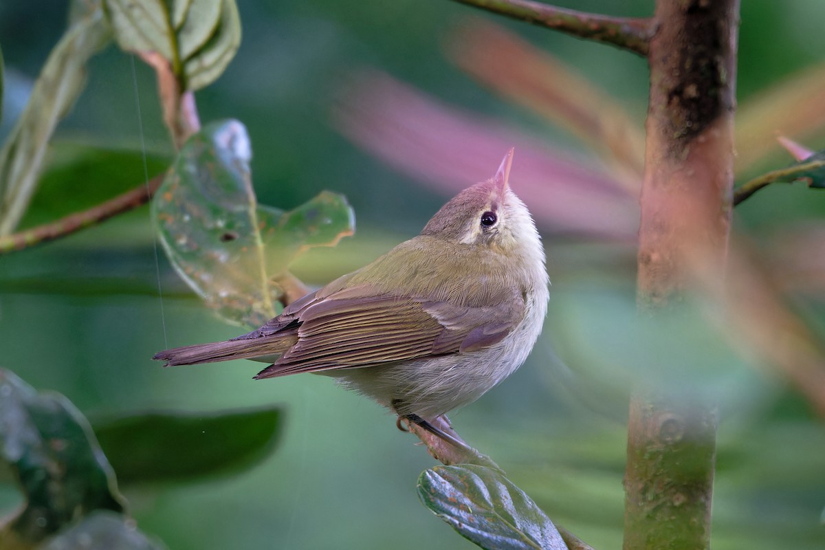 østsanger - ML647242854