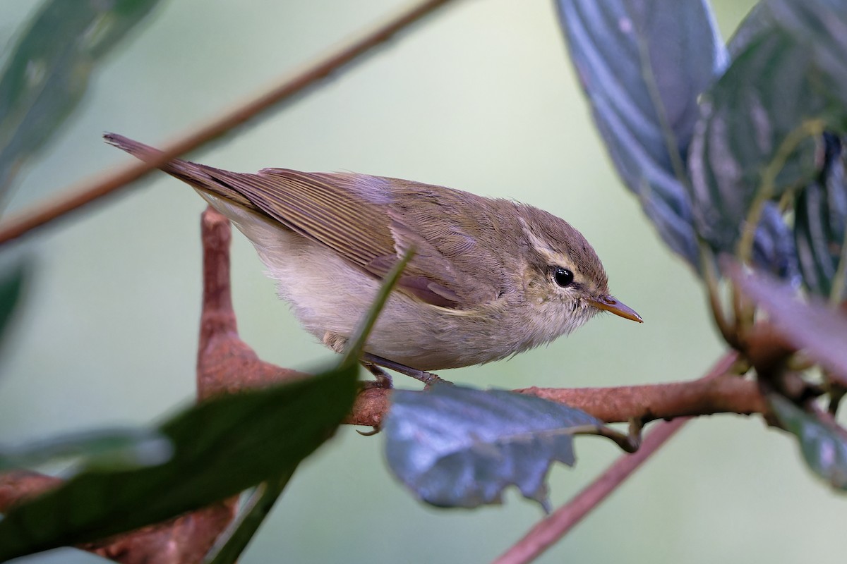 østsanger - ML647242857