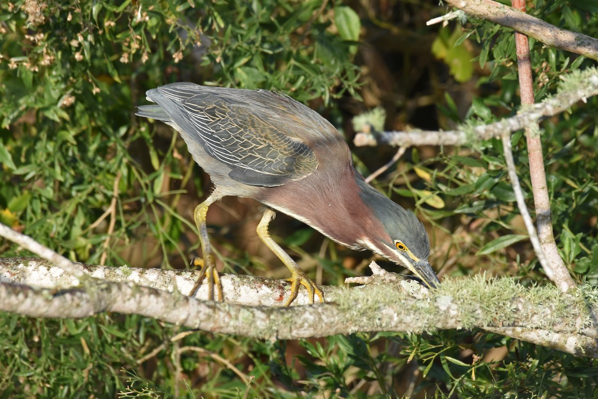 Чапля зелена - ML647242882