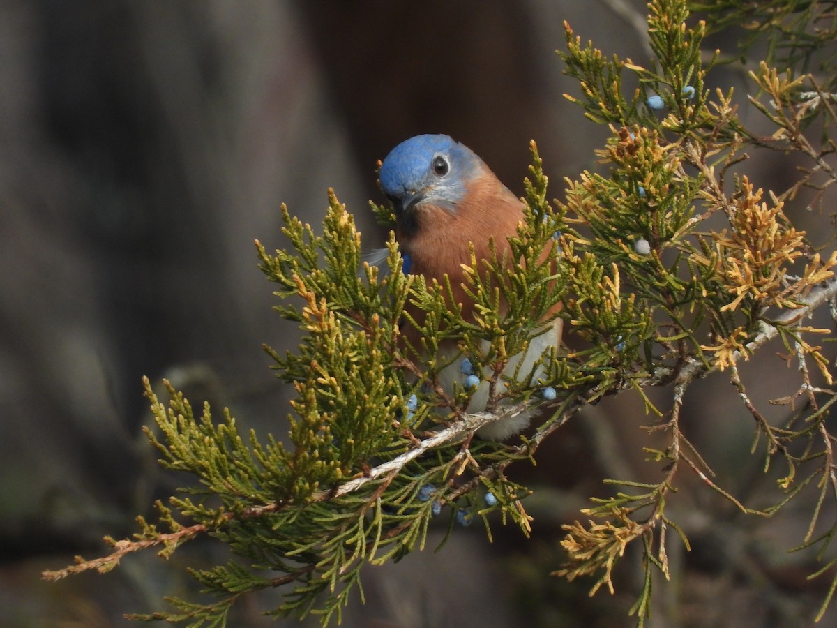 Eastern Bluebird - ML647242886