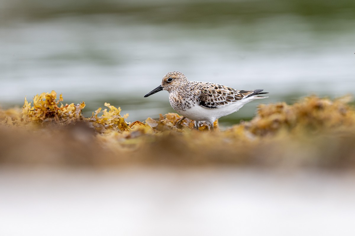 Txirri zuria - ML647242887