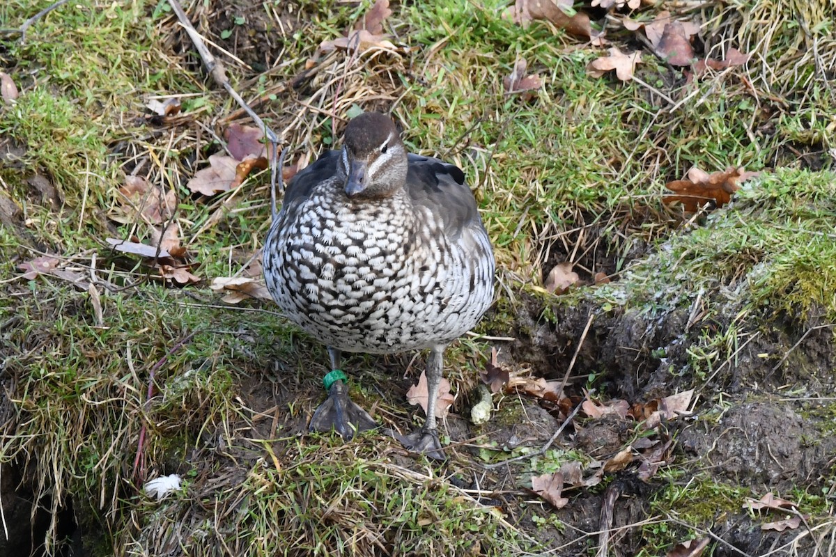 Maned Duck - ML647242890