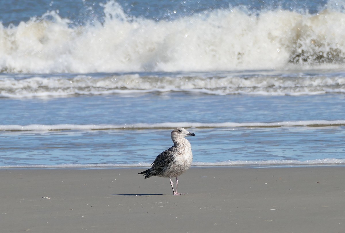 Клуша - ML647242891